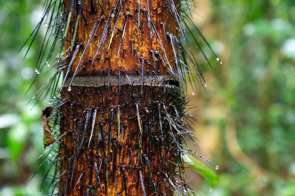 Darien Spiny Palm Tree Panama