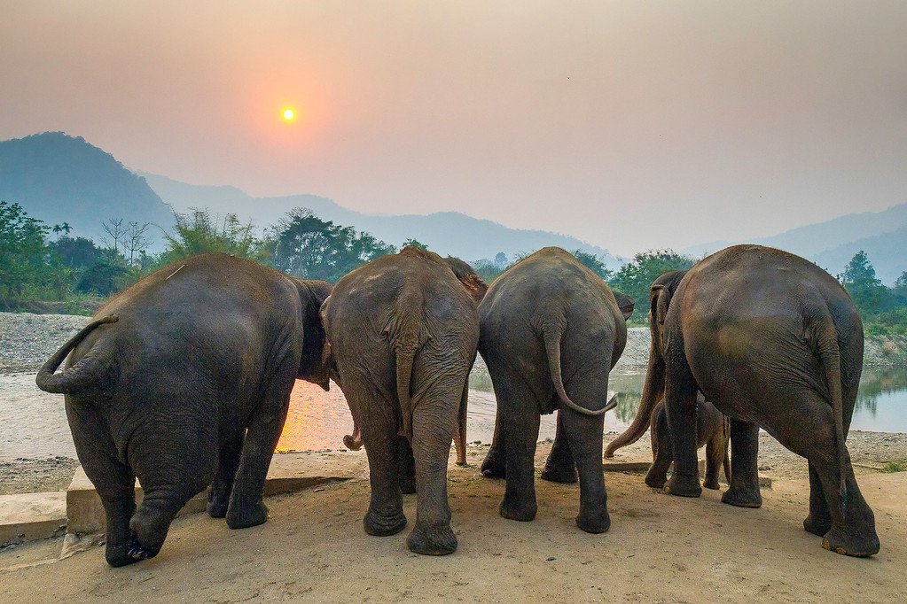 Elephants Watching the Sunset