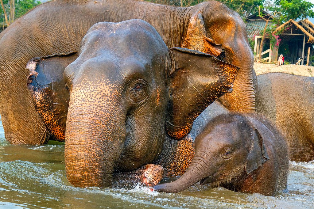 Elephants Swimming in Thailand