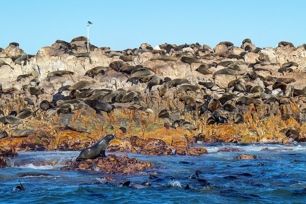 Shark Alley South Africa