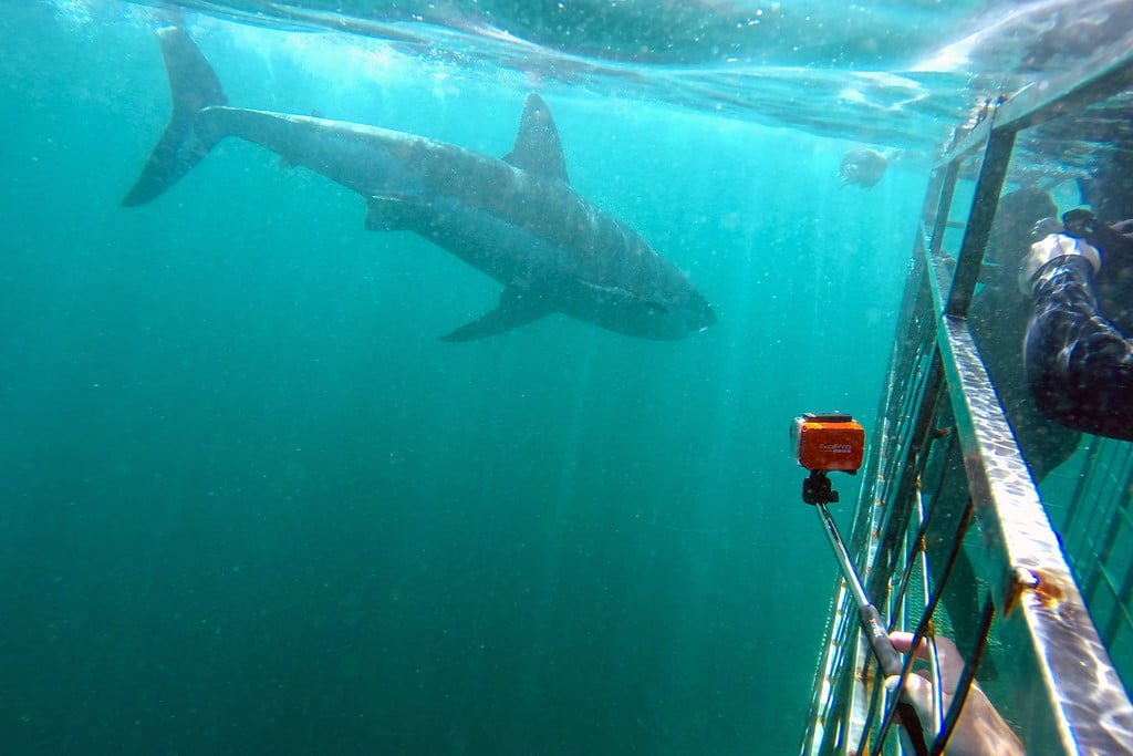 Cage Diving South Africa