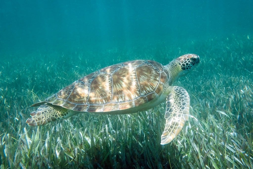 Sea Turtle Swimming