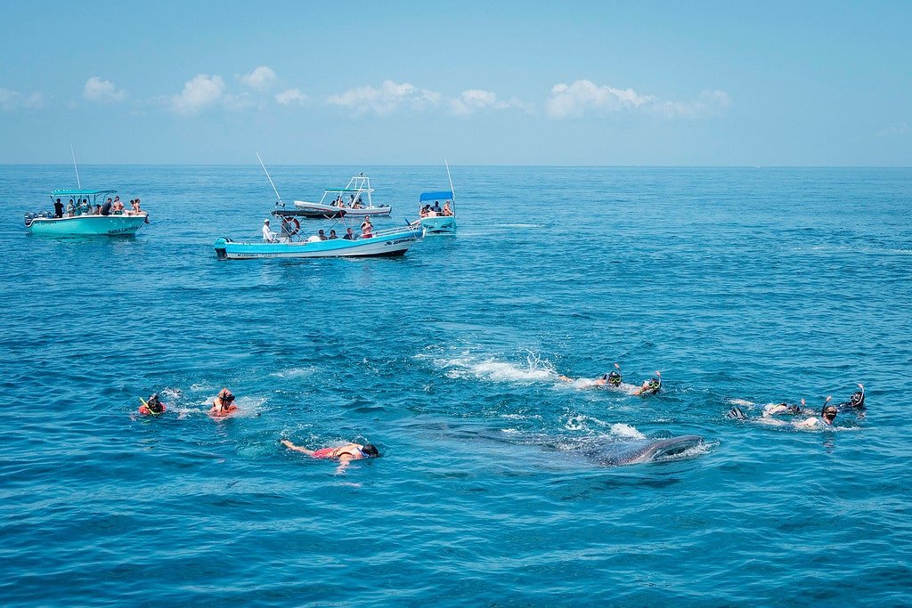 Whale Shark Tours