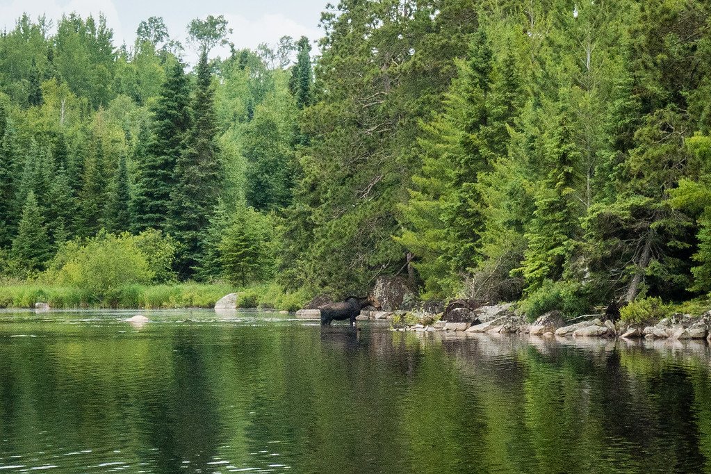 Boundary Waters Wildlife