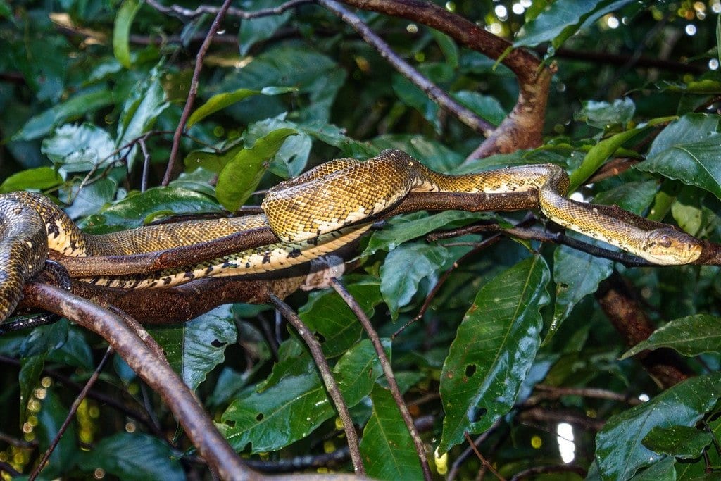 Boa Constrictor in Costa Rica