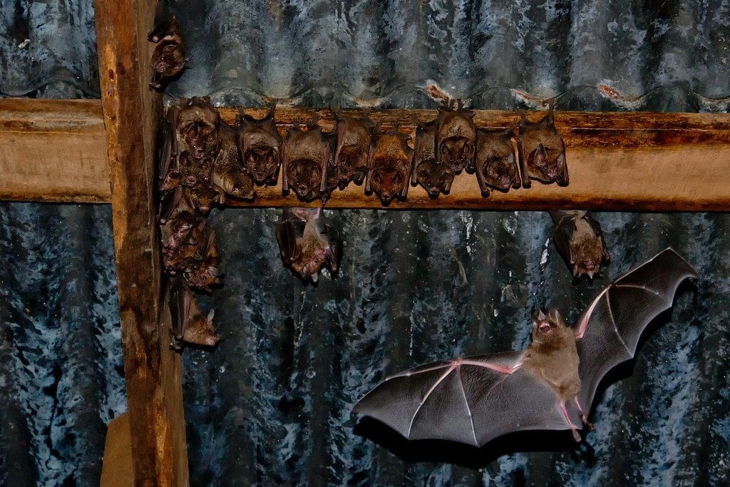 Bats in Costa Rica