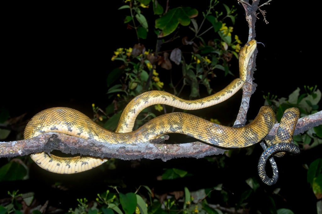 Snake in Costa Rica
