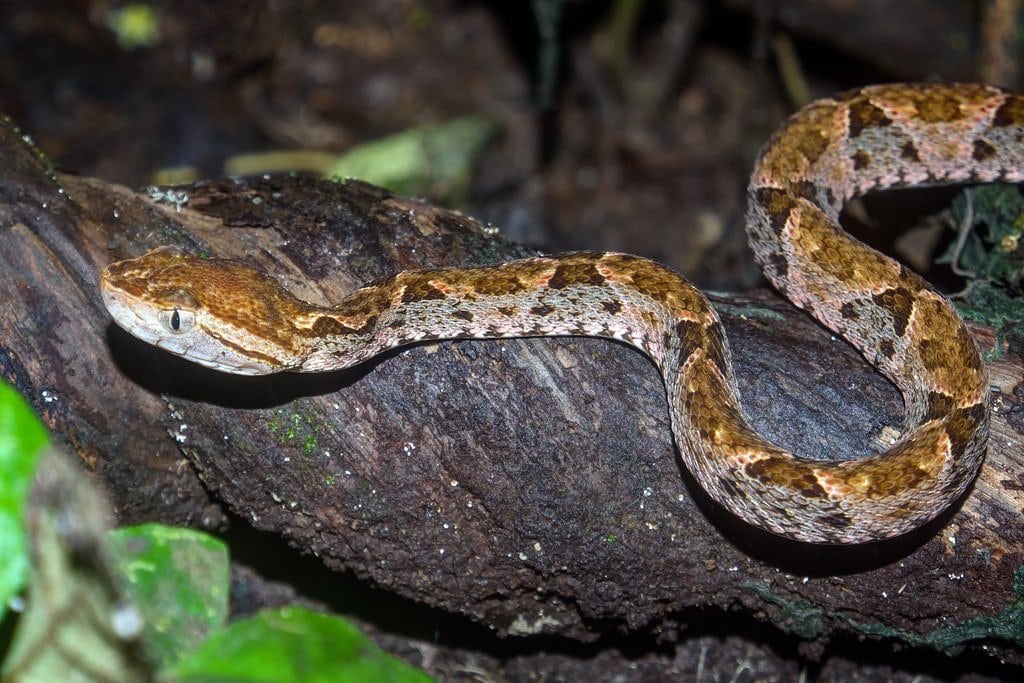 Fer De Lance in Costa Rica