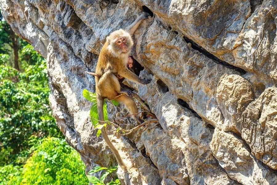 Monkey Climbing