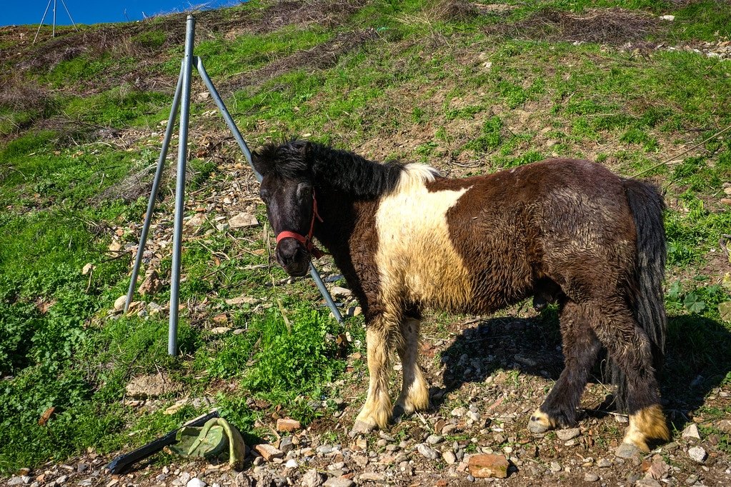 Gypsy Pony in Spain